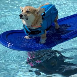Pembroke Welsh Corgi Puppies from Silver Springs Corgis