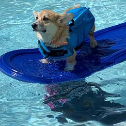 Pembroke Welsh Corgi Puppies from Silver Springs Corgis