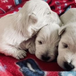 West Highland White Terrier Puppies from Haseleu Westies