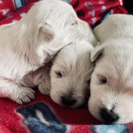 West Highland White Terrier Puppies from Haseleu Westies