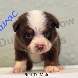 Havoc - Labor Day Sale - Red tri male Miniature Australian Shepherd puppy in Oronogo, Missouri from Dutton's Show Me Farms
