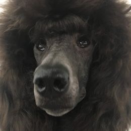 Pirouette - Poodle