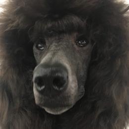 Pirouette - Poodle