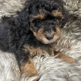 Jake - Black tri-color male Aussiedoodle puppy in Lebanon, Missouri from Cobbs Creek Canines