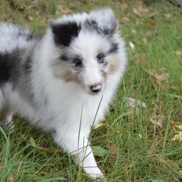 Shetland Sheepdog Puppies from Sunny Shelties