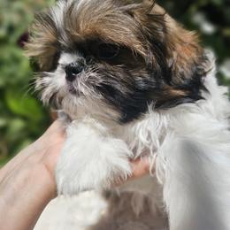 Baby Boomer - Red and white male Shih Tzu puppy in Tucson, Arizona from Dollface Shih Tzu
