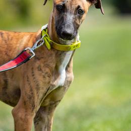 Greyhound Puppies from Stout-Hearted Hounds