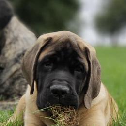 Mastiffs from Bittersweet Lane Mastiffs
