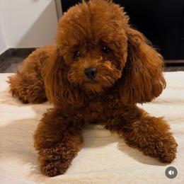 Hazel - Poodle