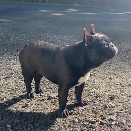 Harrison - French Bulldog