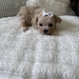 Glory ( tiny toy) - Apricot female Maltipoo puppy in Fredericktown, Missouri from Doodle Pups Fur-Ever
