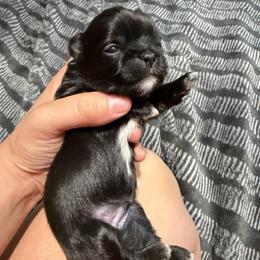 Nolan - Black and white male Shih Tzu puppy in Kettering, Ohio from The Ruff Life Tribe