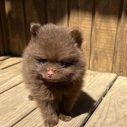 Pomeranian Puppies from Bluebonnet Pomeranians
