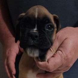 Lite Brown Boy #2 - Fawn Boxer puppy in Marion, North Carolina from Captivating Kennel