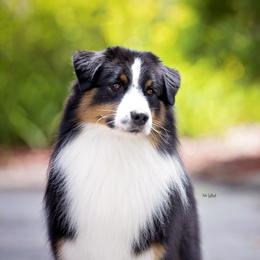 Dean - Australian Shepherd