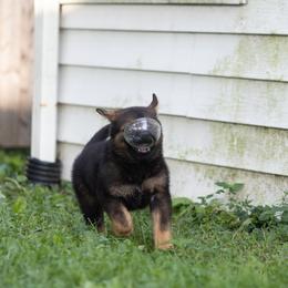 German Shepherd Puppies from Zwinger Vom Rabenauge