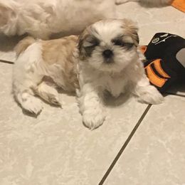 Shih Tzu Puppies from Sarayas Shih Tzus