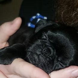 Pug Puppies from Ausband Farm Pugs