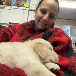 Golden Retriever Puppies from Ruff Life Goldens