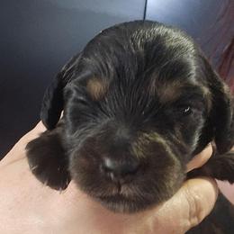 Rak - Black and tan male Dachshund puppy in Bigfork, Minnesota from Long Ears and Long Dogs Ranch