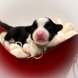 Shrimp - Black and white male Chinese Crested puppy in New Smyrna Beach, Florida from FronkLinn Kennel