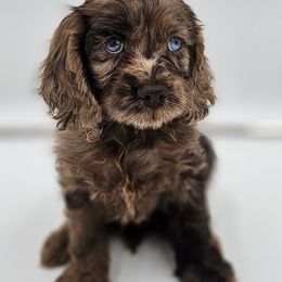 Cockapoo Puppies from Joanna Abruscato