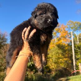 Raspberry - Black and red female German Shepherd puppy in Virginia from Stahlhaus ( Previously Buffelbach Farmstead Shepherds)