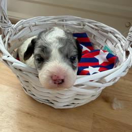 Queen - Parti female Goldendoodle puppy in Cherry Tree, Pennsylvania from Plum Creek Acres Next Generation