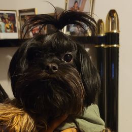 LJ - Yorkipoo