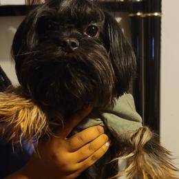 LJ - Yorkipoo