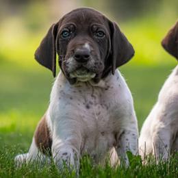 German Shorthaired Pointer Puppies from Jessica Hennick