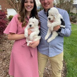 Sheepadoodle Puppies from Narrow Path Puppies