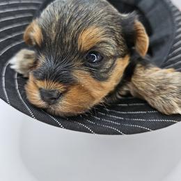 Yorkshire Terrier Puppies from Lady A's Yorkies