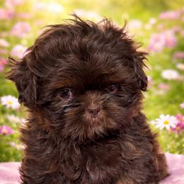 Nan - Black and tan female Shih Tzu puppy in Port Huron, Michigan from Shih Tzu Cottage
