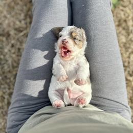 Dustin The Brain Henderson - Blue merle male Aussiedoodle puppy in Dunn, North Carolina from Sandy Creek Kennels