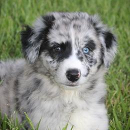 Dallas - Blue merle male Australian Shepherd puppy in Mocksville, North Carolina from Trailblazing Aussies