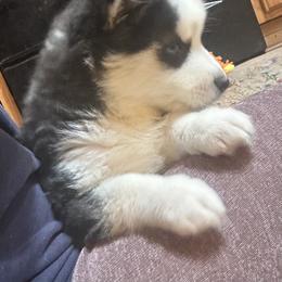 Lassiter - Black and white male Pomsky puppy in Ohio from Black Swamp Pomskies
