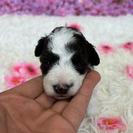 Phil - Parti male Miniature Schnauzer puppy in Clover, South Carolina from Bobo’s Babies Kennels