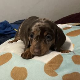 Dachshunds from SoCal Mini Dachshunds