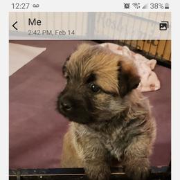 Pink Collar - Wheaten brindle female Cairn Terrier puppy in Centerville, Texas from Cedar Forrest Terriers LLC (Cairns & Australian Terriers)