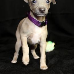 Boston Terrier and Italian Greyhound Puppies from 4Ever Boston Terriers & Italian Greyhounds