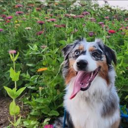Skye - Australian Shepherd