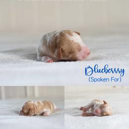 Blueberry - Parti female Goldendoodle puppy in Woodruff, South Carolina from Crooked Creek Doodles and Poodles