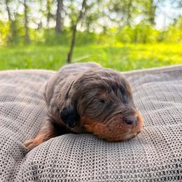 Denali - Blue merle male Bernedoodle puppy in Travelers Rest, South Carolina from Bernedoodle.do