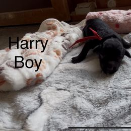 Goldendoodle and Poodle Puppies from Jaeckels Doodles