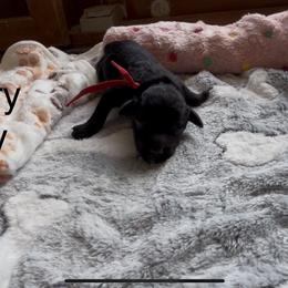 Goldendoodle and Poodle Puppies from Jaeckels Doodles