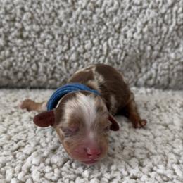 Noah - Dapple male Dachshund puppy in Lawrenceville, Georgia from Chivi Paws