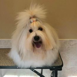 Knox  - Coton de Tulear