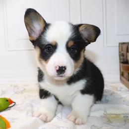 AKC Green ID Boy - Black and tan male Pembroke Welsh Corgi puppy in Ash Flat, Arkansas from Arkansas Corgis
