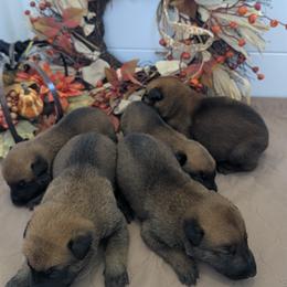 Boy 4 - male Belgian Malinois puppy in Paynes Corner, Virginia from Von-Zito Belgian Malinois